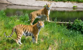 Bardia National Park: Preserving the Wilderness of Nepal